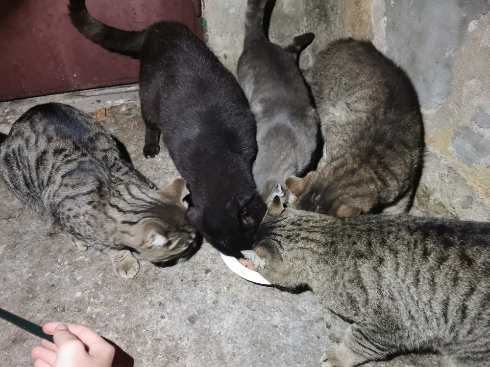 Koty przy misce podczas wieczornego karmienia