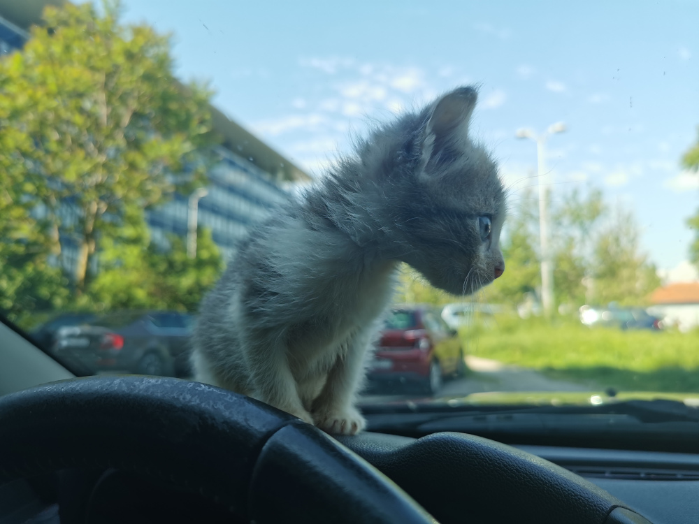 Uratowany kociak w drodze do nowego domu