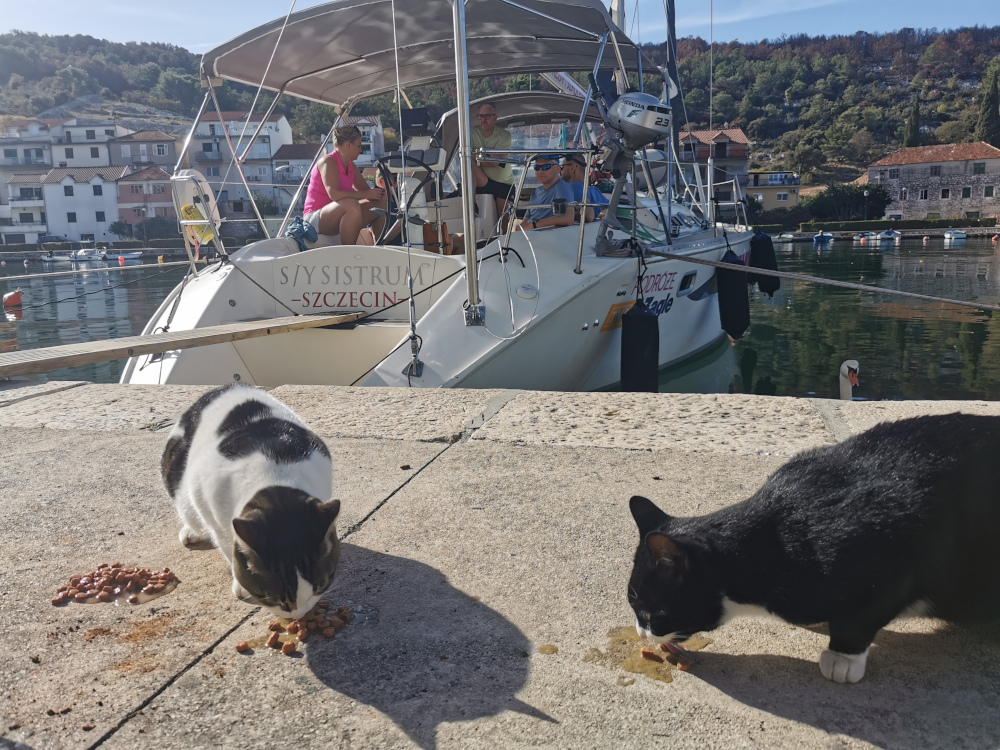 Bezdomne koty w chorwackim porcie